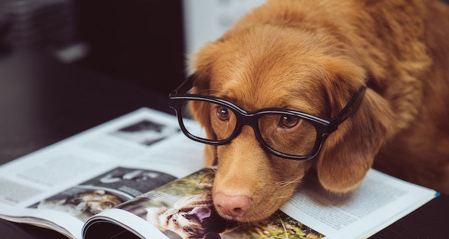 Just a Bunch of Pictures of Dogs and Books