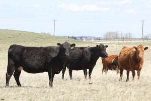 Recent rain may not be enough to halt the shrinking of Canada’s cattle herd