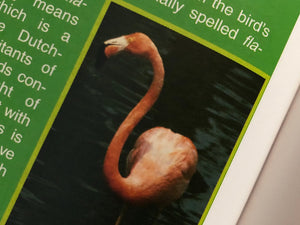 “Hey kiddo, do any of your books have a picture of a flamingo that looks like a question mark?”