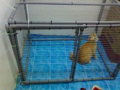 Good-Looking Cat Cages Indoor
