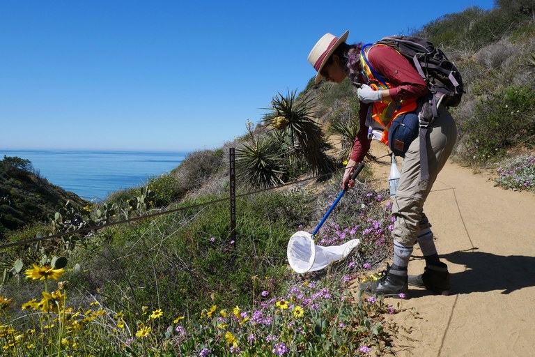 Bringing back California’s wild bees