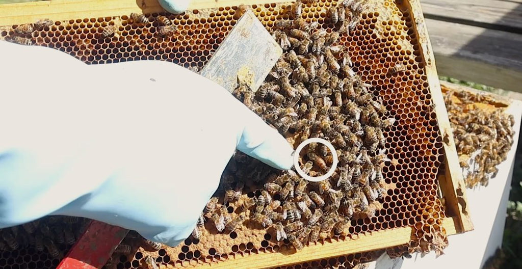 Hot Hive Inspections