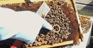 Hot Hive Inspections