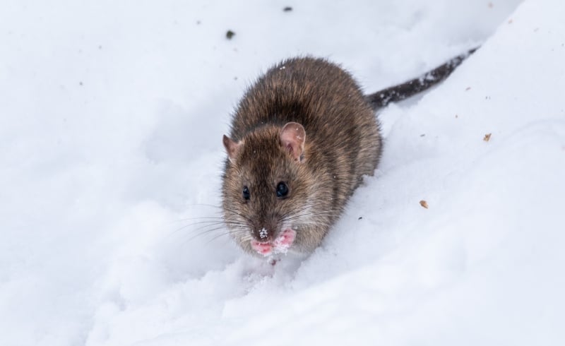 Is Winter Miserable for Wildlife?