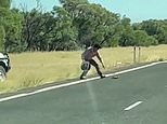 Driver’s effort in saving a snake from Longreach Queensland highway using  cowboy hat and bare hands